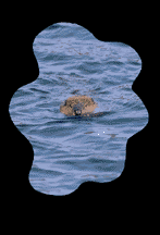 rat in the water